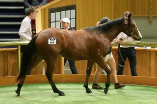 Lot 64, consigned by Curraghmore, topped the Yearling session at $120,000. Photo: Trish Dunell